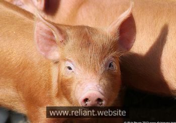 Tamworth Sandy Back Pig